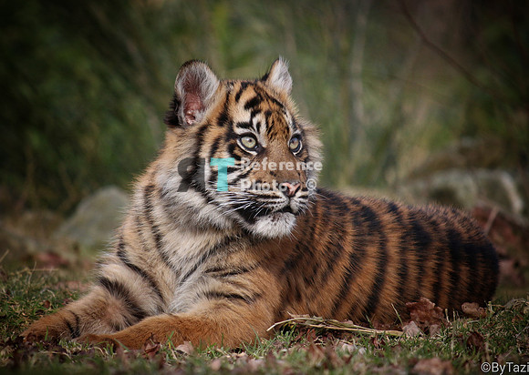 Sumatran tiger cub (Note: earlier work, less detailed than more recent work)