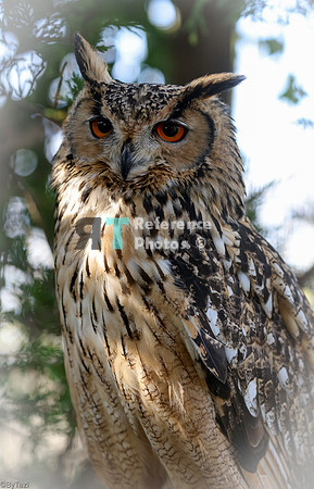 Bengal eagle owl