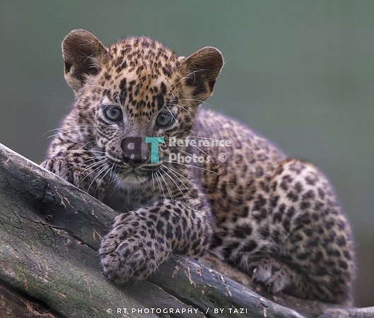 Sri lanka leopard cub