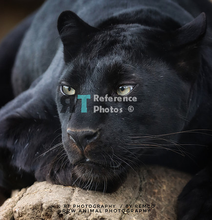 Black leopard