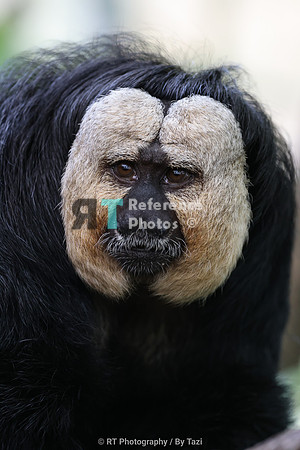 White-faced saki