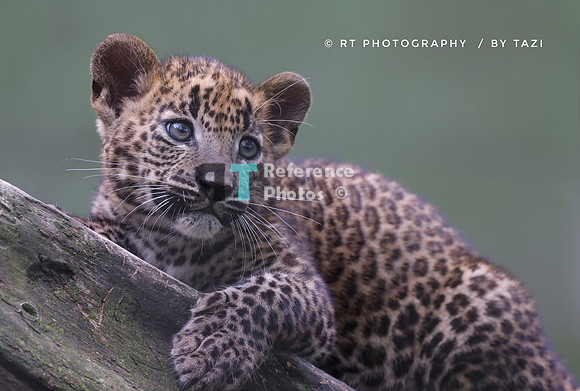 Sri lanka leopard cub