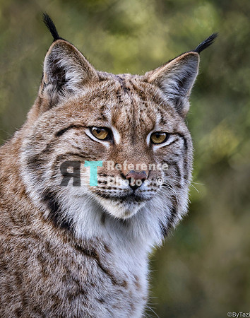 Lynx portrait