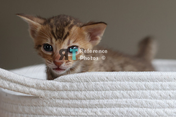 Savannah Cat kitten Apllo at Cattery SavVal.