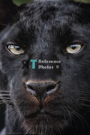 Black leopard