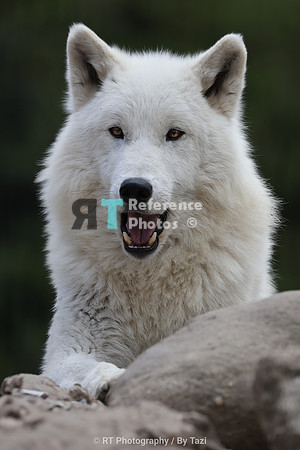 Hudson Bay Wolf