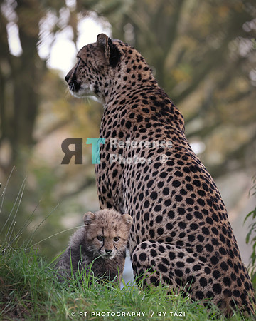 Cheetah with cub