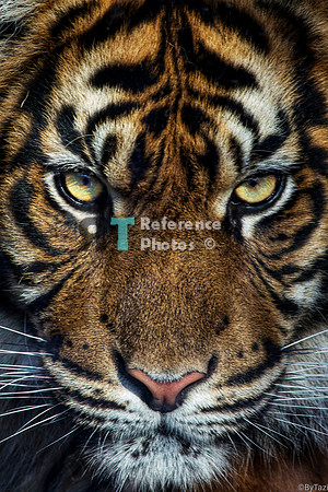 Sumatran tiger close up (Note: a little grainy on the eyes, but very detailed on the fur)