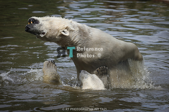 Jumping Polar Bear