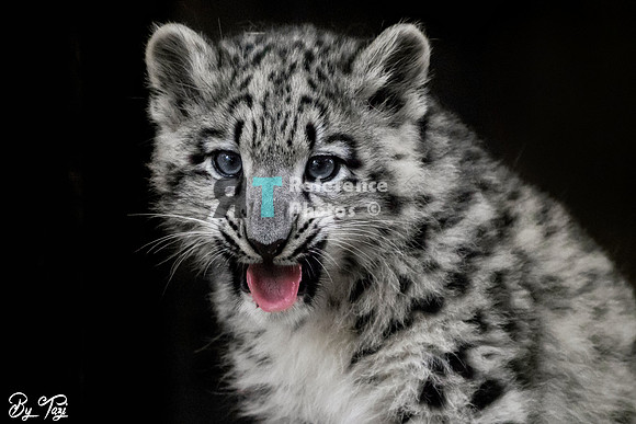 Snow Leopard cub