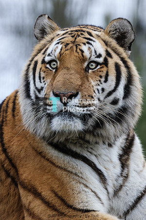 Amur tiger