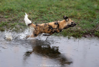 Painted dog in action (running)