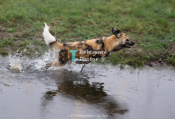 Painted dog in action (running)
