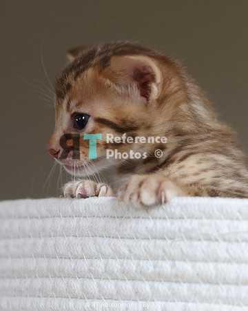 Savannah Cat kitten Apllo at Cattery SavVal.