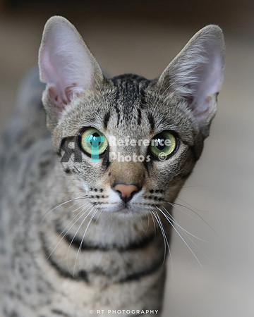 Savannah Cat 'Gaia' of Cattey Savval