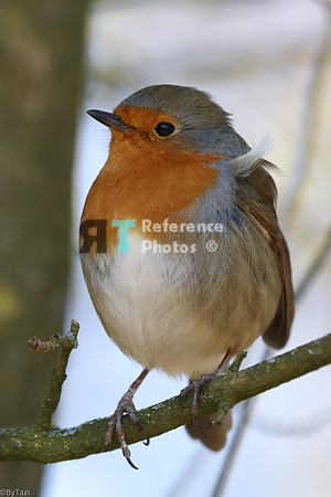 European robin