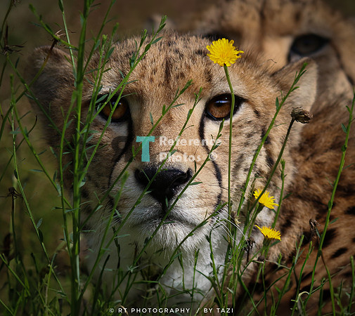Cheetah with yellow flowers