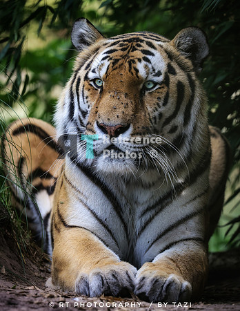 Siberian tiger