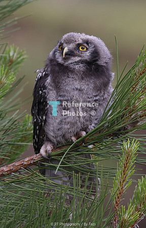 Young sparrow owl