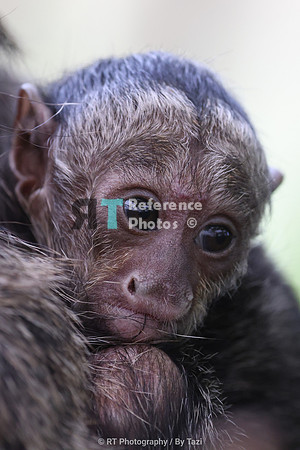 White-faced saki baby