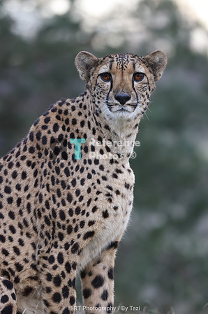 Cheetah portrait
