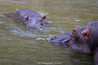 Hippo baby and mother