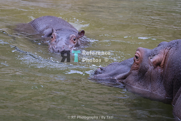 Hippo baby and mother