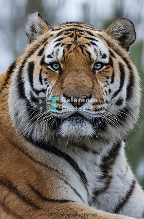 Amur tiger