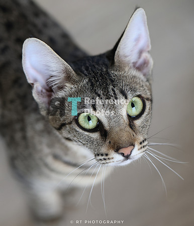 Savannah Cat 'Gaia' of Cattey Savval