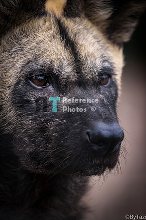 Painted dog close up
