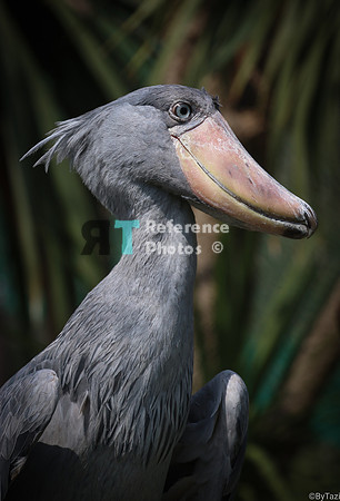 Shoebill stork