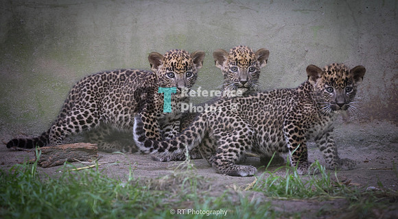 Three little Sri Lanka leopard cubs (Note: lost some detail due to long distance)