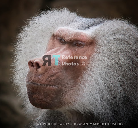 Hamadryas baboon