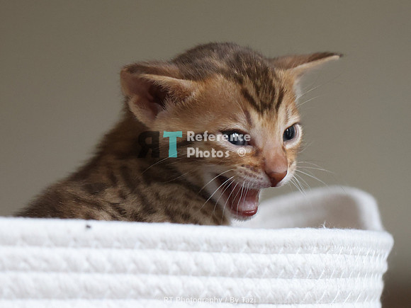 Savannah Cat kitten Apllo at Cattery SavVal.