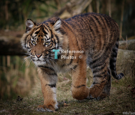Sumatran tiger cub (Note: earlier work, less detailed than more recent work)