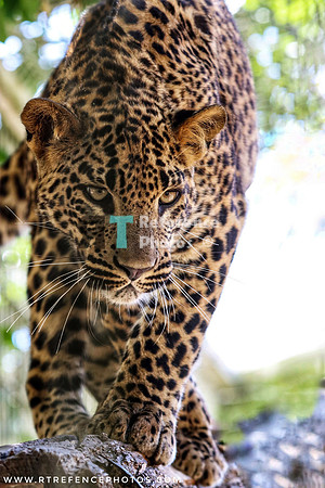 € 7,50 Colour edited full resolution download