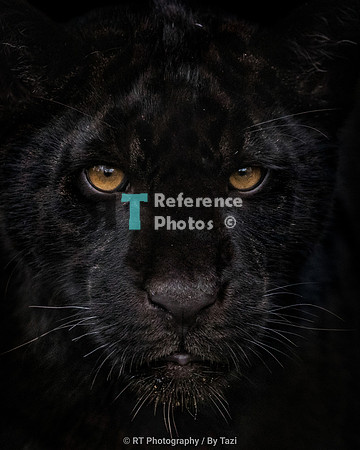 Juvenile Black jaguar (re-editl). Grainy but still very detailed.