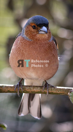 bird