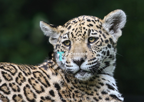 jaguar cub