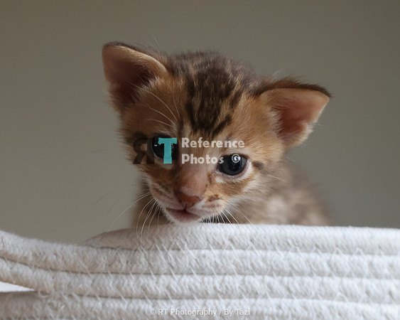 Savannah Cat kitten Apllo at Cattery SavVal.