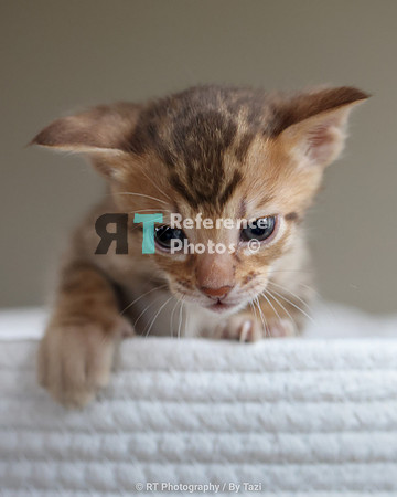 Savannah Cat kitten Apllo at Cattery SavVal.