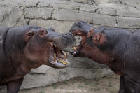 Hippos