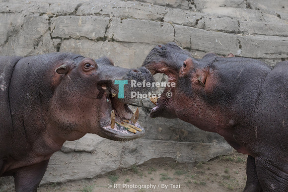 Hippos