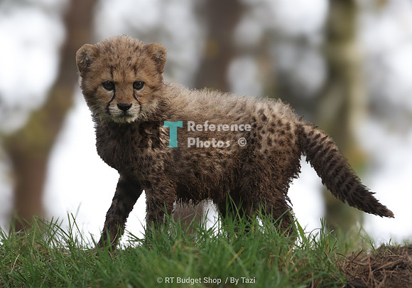 Cheetah cub