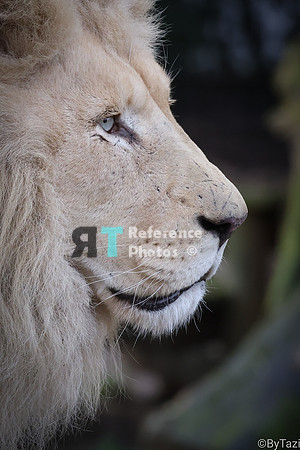 White lion profile