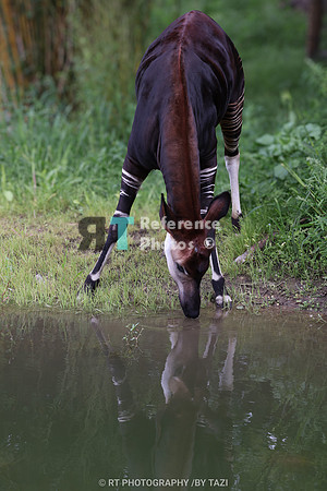 Okapi drinking