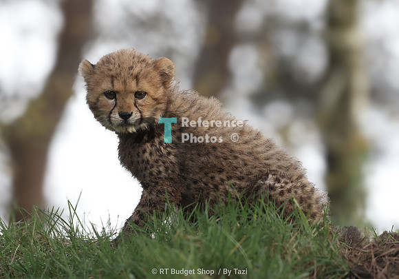,Cheetah cub