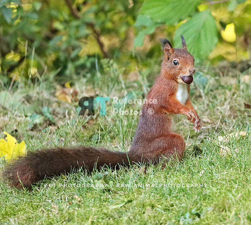 Squirrel - Common red squirrel