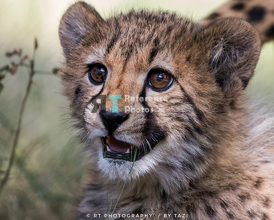 Cheetah cub