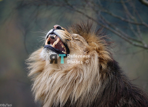 Lion yawning